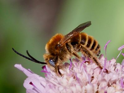 Eucère striée
