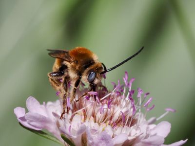 Eucère striée