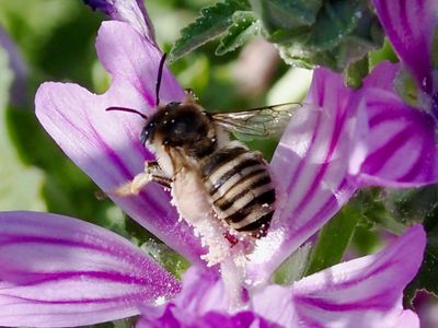 Eucère de la Mauve