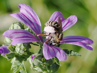 Eucère de la Mauve
