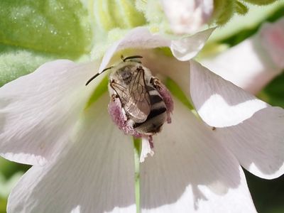 Eucère naine