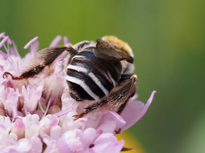 Eucère striée