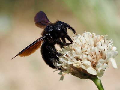 Xylocope irisé