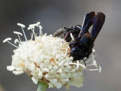 Xylocope irisé