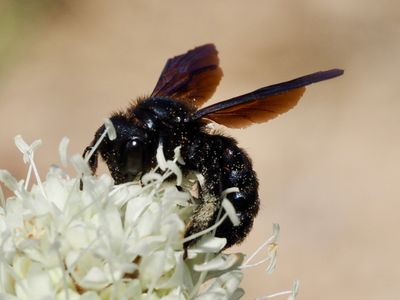 Xylocope irisé