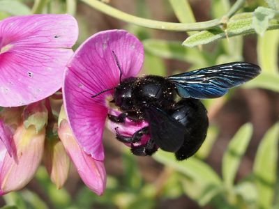 Xylocope violet, Abeille charpentière