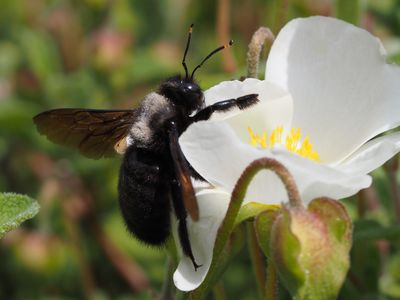 Xylocope violet, Abeille charpentière