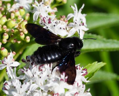 Xylocope violet, Abeille charpentière