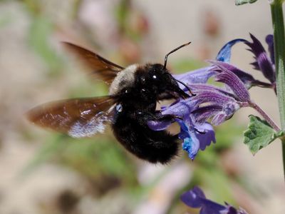 Xylocope violet, Abeille charpentière