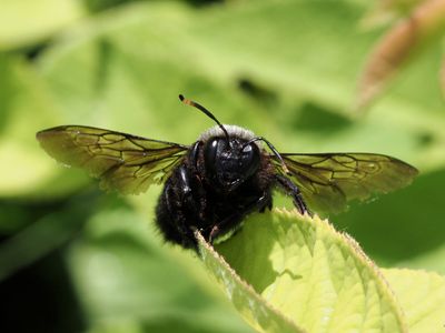 Xylocope violet, Abeille charpentière
