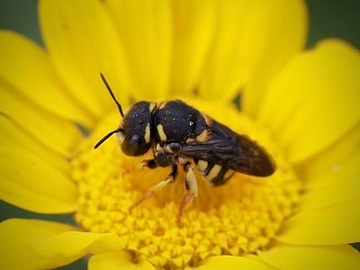 Anthidie naine