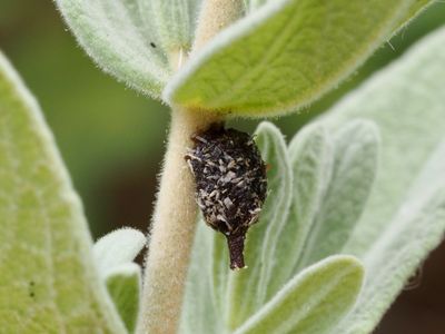 Anthidie naine
