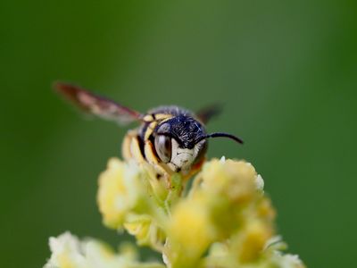 Anthidie naine