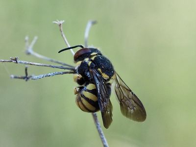 Anthidie naine