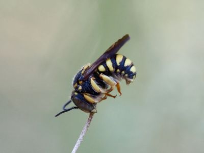 Anthidie naine