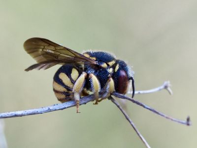 Anthidie naine