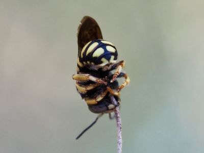 Anthidie naine
