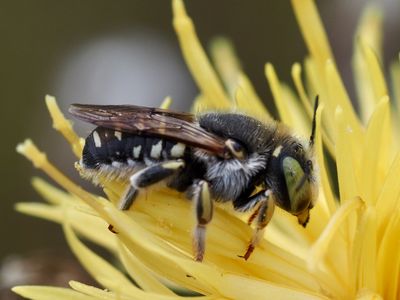 Anthidie diadème