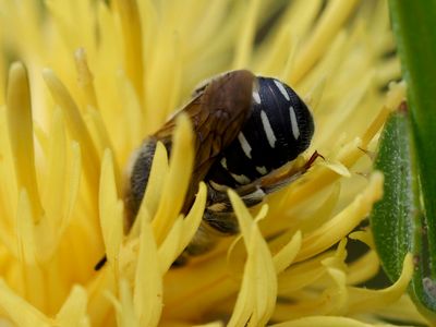 Anthidie diadème