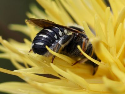 Anthidie diadème