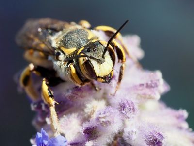 Anthidie florentine