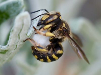 Anthidie florentine