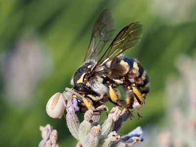 Anthidie florentine