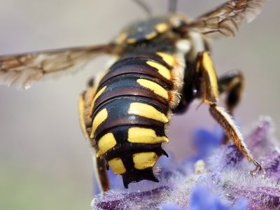 Anthidie florentine