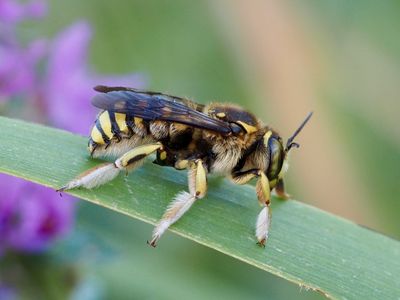Anthidie florentine