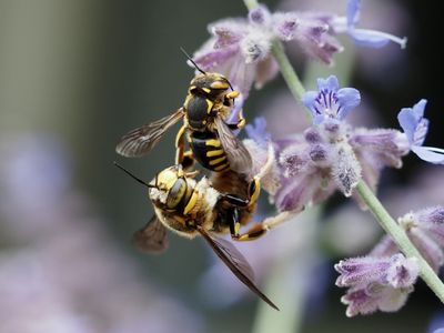 Anthidie florentine