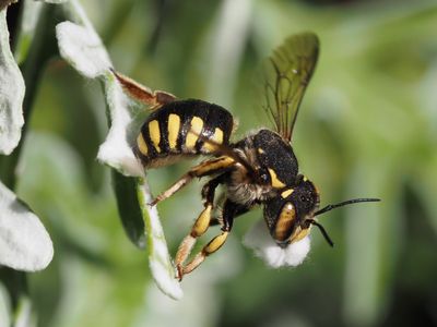 Anthidie florentine