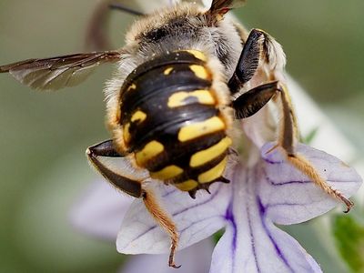 Anthidie à manchettes