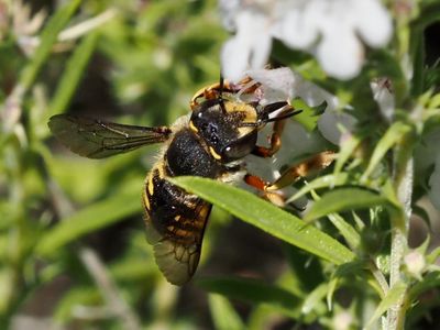 Anthidie à manchettes