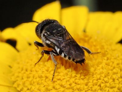 Célioxe à  échelons