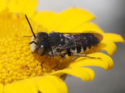 Célioxe à  échelons