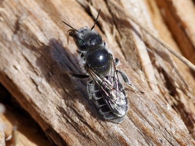 Hoplitis Cf. lithodorae