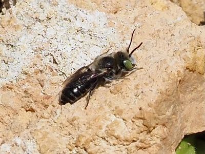 Hoplitis Cf. lithodorae