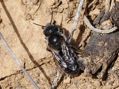 Hoplitis Cf. lithodorae