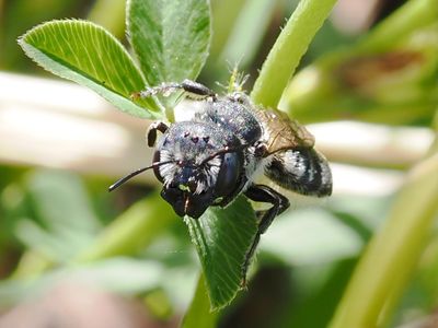 Hoplitis cristatula