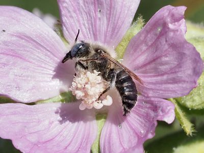 Hoplitis cristatula