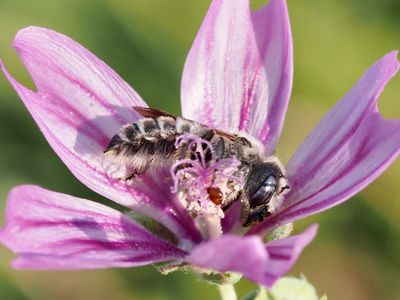 Hoplitis cristatula