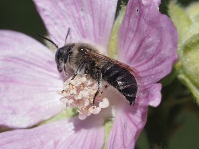 Hoplitis cristatula