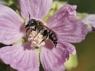 Hoplitis cristatula