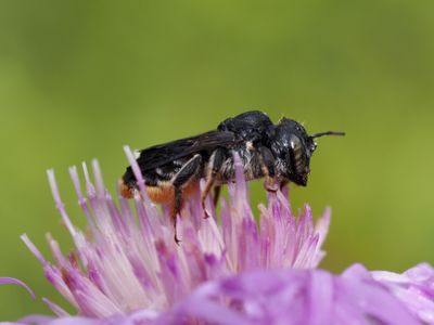 Lithurgus chrysurus