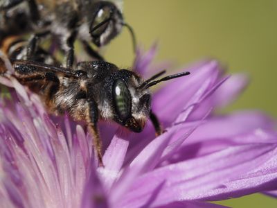 Lithurgus chrysurus