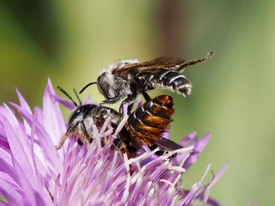 Lithurgus chrysurus