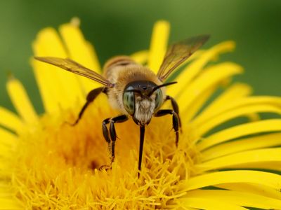 Lithurgus chrysurus
