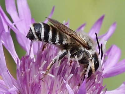Mégachile à châle blanc
