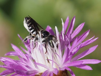 Mégachile des Centaurées