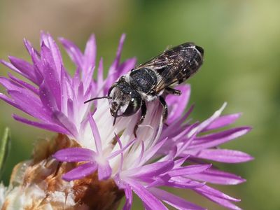 Mégachile des Centaurées